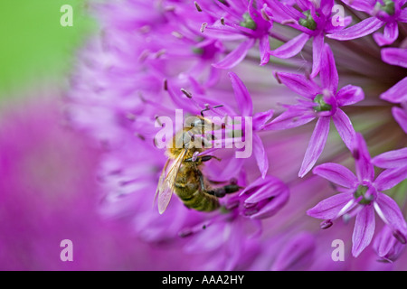 Eine Honigbiene sammeln von Pollen aus einer Allium Blume in einem englischen Garten Stockfoto