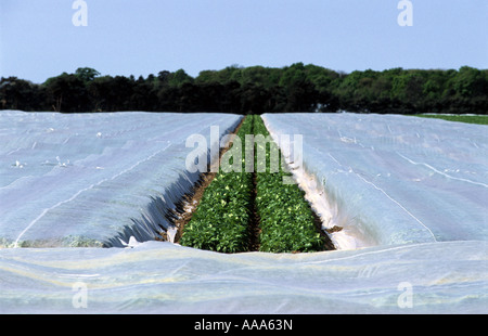 Kartoffel-Anbau unter Vlies auf Ackerland in Shottisham nahe Woodbridge, Suffolk, UK. Stockfoto