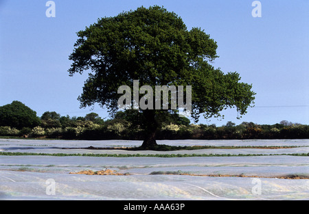 Kartoffel-Anbau unter Polyethylen Folie auf einer Farm in Shottisham in der Nähe von Woodbridge, Suffolk, UK. Stockfoto