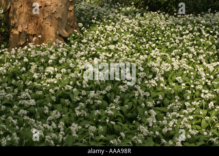 Wildwachsenden Knoblauch in einem Wald um einen Baumstamm Stockfoto