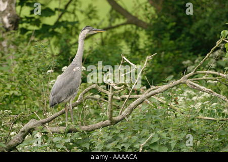 Grey Heron A Graureiher juvenile in einem Baum Stockfoto