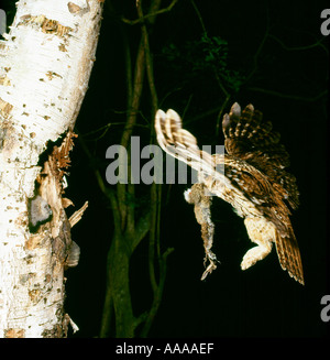 Ein Waldkauz fliegen mit was s links eines Kaninchens Stockfoto