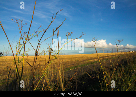 Feld im Alentejo, Portugal Stockfoto