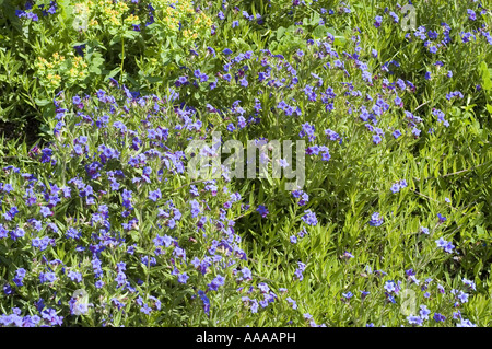 Viele tiefblauen Blüten von Lue Gromwell, lila Gromwell - Boraginaceae - Lithospermum purpurocaeruleum Stockfoto