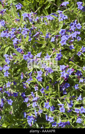 Viele tiefblauen Blüten von Lue Gromwell, lila Gromwell - Boraginaceae - Lithospermum purpurocaeruleum Stockfoto