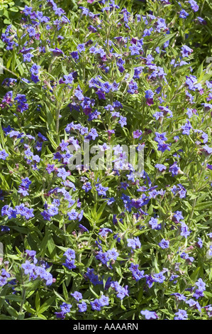 Viele tiefblauen Blüten von Lue Gromwell, lila Gromwell - Boraginaceae - Lithospermum purpurocaeruleum Stockfoto