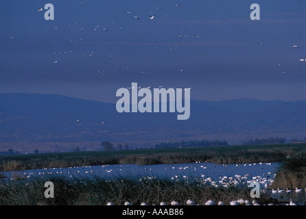 Kalifornien Sacramento NWR Schneegänse Chen Caeruluscens und weißen fronted Gänse Anser albifrons Stockfoto