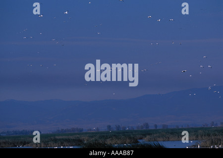 Kalifornien Sacramento NWR Schneegänse Chen Caeruluscens und weißen fronted Gänse Anser albifrons Stockfoto