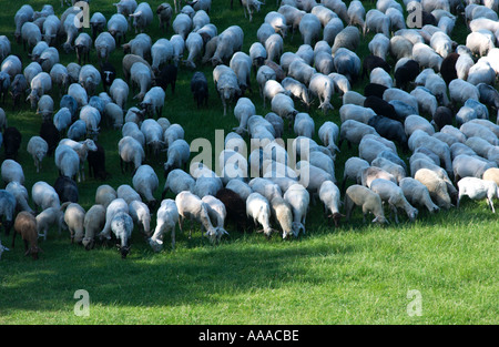 Herde von Schafen Weiden von oben gesehen Stockfoto