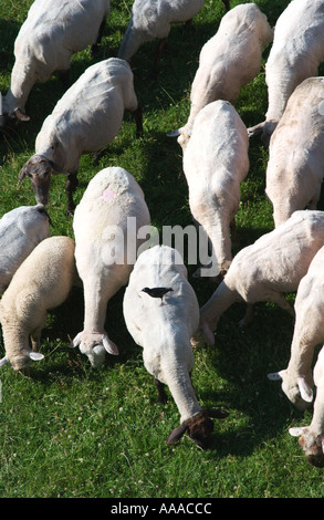 Herde von Schafen Weiden von oben gesehen Stockfoto