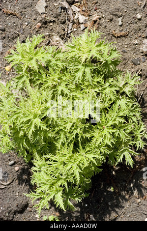 Blick von oben auf Mutterkraut - Lamiaceae - Leonorus Cardiaca L Crispus, mit hellgrünen, stark strukturierten, Rüschenblättern, die im Gartenboden wachsen. Stockfoto