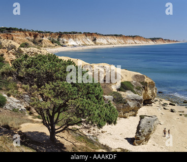 Portugal Algarve Falesia Strand von Olhos d' Agua, ein Regenschirm-Kiefer im Vordergrund gesehen Stockfoto