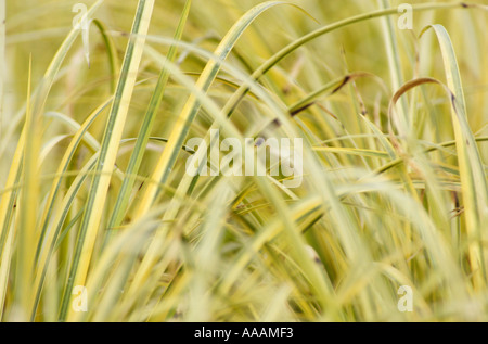 ACORUS Ogon (japanische Rush) Stockfoto