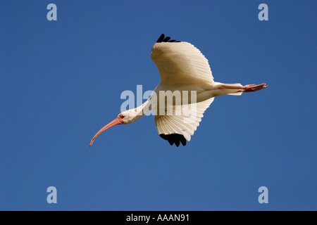 Weißes Ibis, Eudocimus albus Stockfoto