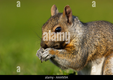 Östliche graue Eichhörnchen Sciurus carolinensis Stockfoto