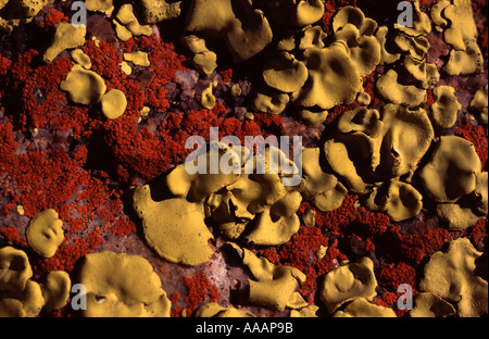 Flechten auf den Felsen Stockfoto