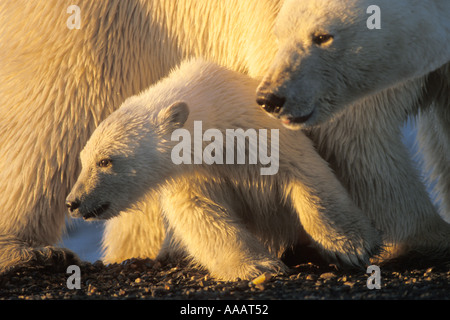 Eisbär Ursus Maritimus säen mit einer Feder Cub 1002 von der Arctic National Wildlife Refuge-Alaska Stockfoto