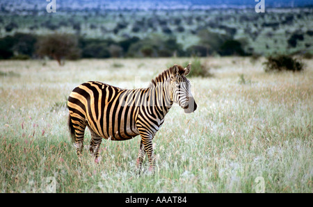 Burchell Zebra in Tsavo National Park Kenia Stockfoto
