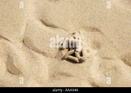 Wattwurm gegossen, Interpretation Marina, am Strand, UK Stockfoto