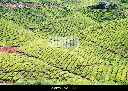 Teeplantagen, Cameron Highlands Stockfoto