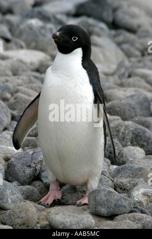 Paulet Island, antarktische Halbinsel ist der Nistplatz für Hunderttausende von niedlich und ansprechend Adelie-Pinguine Stockfoto