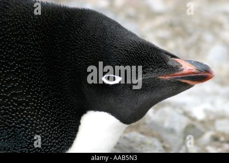 Paulet Island, antarktische Halbinsel ist der Nistplatz für Hunderttausende von niedlich und ansprechend Adelie-Pinguine Stockfoto