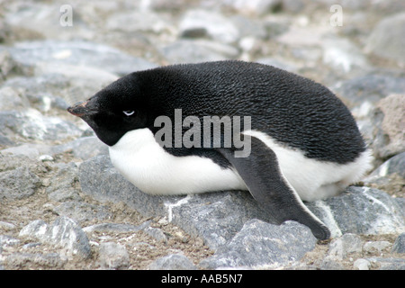 Paulet Island, antarktische Halbinsel ist der Nistplatz für Hunderttausende von niedlich und ansprechend Adelie-Pinguine Stockfoto