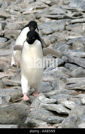 Paulet Island, antarktische Halbinsel ist der Nistplatz für Hunderttausende von niedlich und ansprechend Adelie-Pinguine Stockfoto