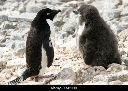 Paulet Island, antarktische Halbinsel ist der Nistplatz für Hunderttausende von niedlich und ansprechend Adelie-Pinguine Stockfoto