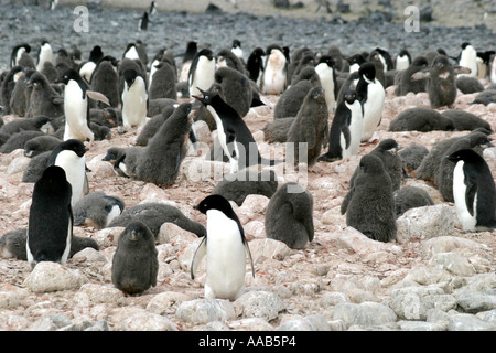 Paulet Island, antarktische Halbinsel ist der Nistplatz für Hunderttausende von niedlich und ansprechend Adelie-Pinguine Stockfoto