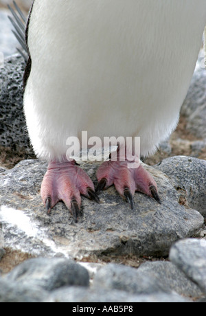 Paulet Island, antarktische Halbinsel ist der Nistplatz für Hunderttausende von niedlich und ansprechend Adelie-Pinguine Stockfoto