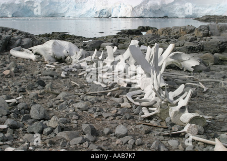 große, dramatische Wal gebleicht Skelett ist tragischer Beweis der ehemaligen massive Walfang Tätigkeit auf Wiencke-Insel-Antarktis Stockfoto