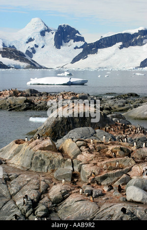 Petermann Island ist die Heimat der weltweit südlichste Gentoo-Pinguin-Kolonie und gehört zu den 10 am häufigsten besuchten Websites der Antarktis Stockfoto