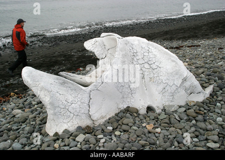 Wal Skullbone, dramatische, emotionale, Relikt der Walfangindustrie am Strand von King George Island, Antarktis Stockfoto