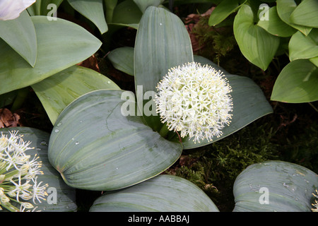 Allium Ivory Queen Frühjahr blühende Birne Stockfoto