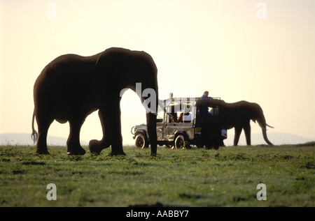 Elefanten öffnen nah an gekrönt LandRover Masai Mara National Reserve Kenia in Ostafrika Stockfoto