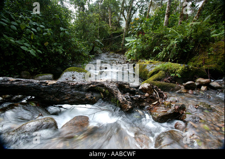 Fluss-Stream in La Amistad Nationalpark, Chiriqui Provinz, Republik von Panama. Stockfoto