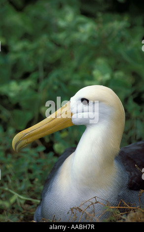 Gewellte Albatros Diomedea Irrorata Espagnola Insel Galapagos Stockfoto