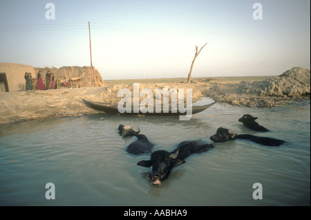 Marsh Arabs Iraq 1980er. Wasserbüffel schwimmendes mesopotamisches Marshes lehmhaus und Familie am Flussufer Nr Basra Südirak. 1984 HOMER SYKES Stockfoto