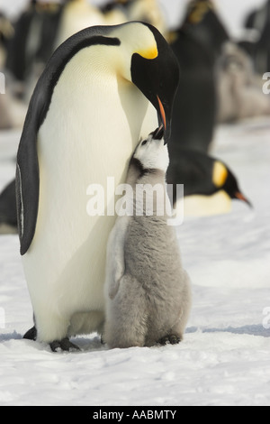 Kaiser-Pinguin Aptenodytes Forsteri Snow Hill Island Erebus und Terror-Golf-antarktische Halbinsel-Antarktis Stockfoto