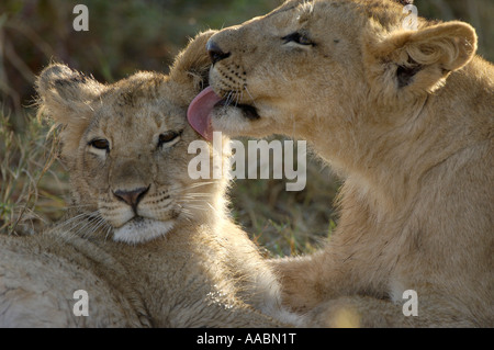 Löwe Panthera Leo Masai Mara Kenia Afrika Stockfoto