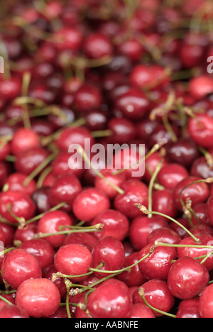 Rote Kirschen, hautnah. Stockfoto
