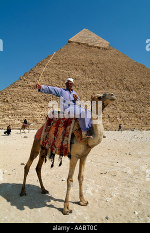 Kamel vor der Chephren-Pyramide, Gizeh, Kairo, Ägypten Stockfoto