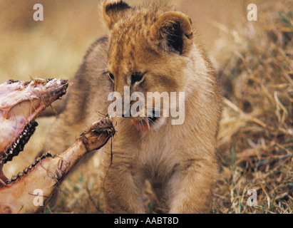 Löwenjunges ca. 6 Wochen alt mit Schädel des frisch getöteten Gnus Masai Mara National Reserve Kenia in Ostafrika Stockfoto