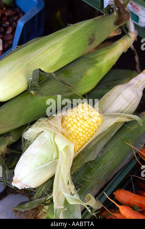 frische Maiskolben Stockfoto