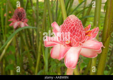 Blüten von rosa Ingwer (Etlingera elatior), Guadeloupe FR Stockfoto