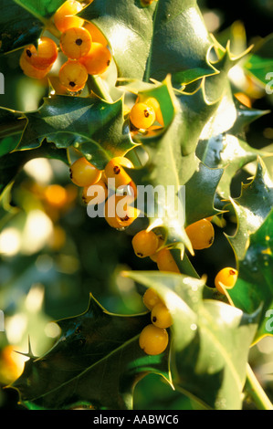 Ilex Aquifolium Bacciflava Stockfoto