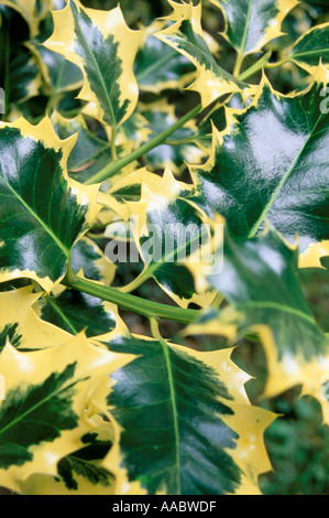Ilex Aquifolium Aureomarginata Stockfoto