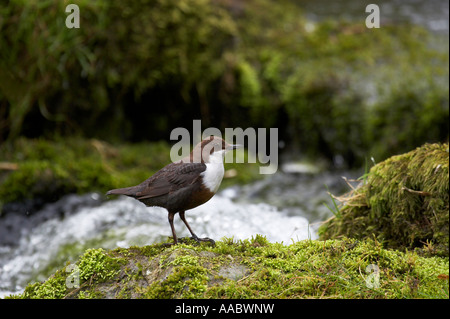 Dipper, Lathkill Dale Derbyshire Stockfoto