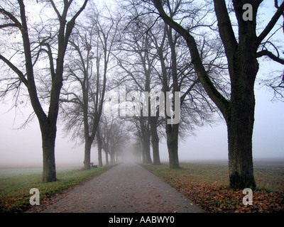 herbstliche Allee Stockfoto